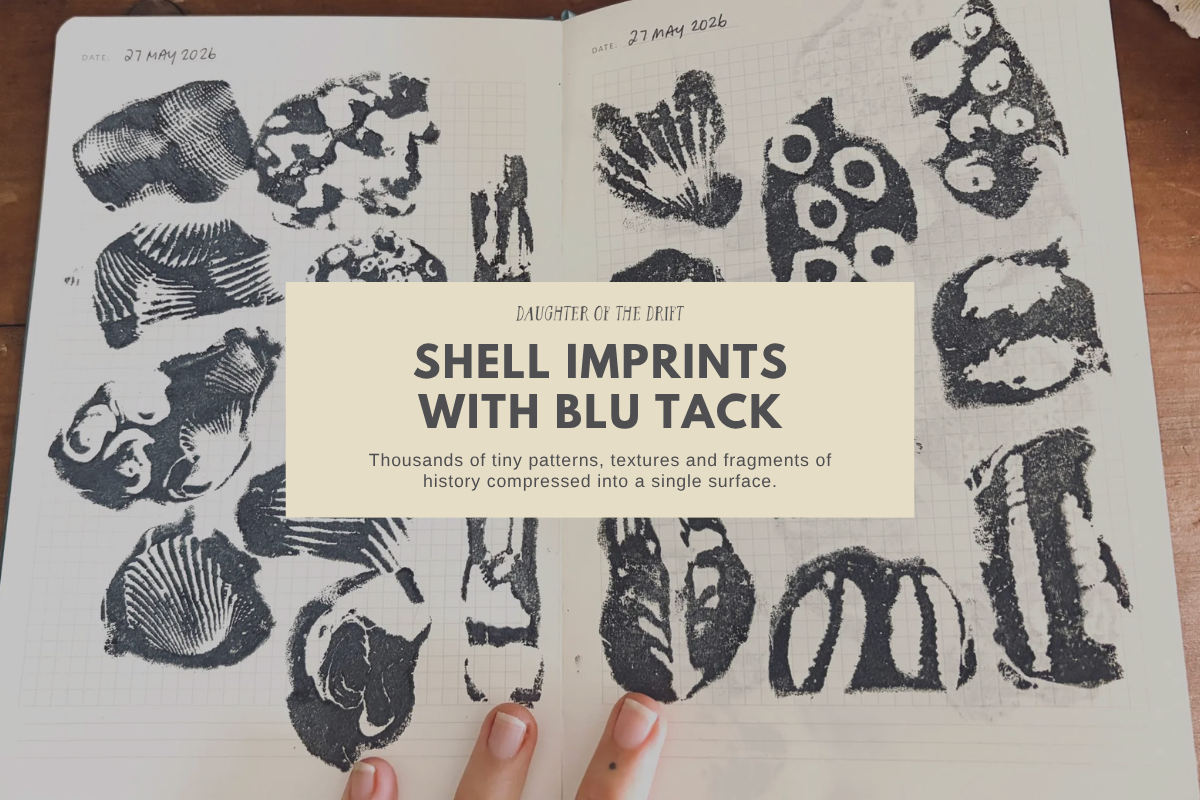 Blu Tack Shell Imprints